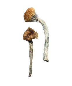 Jedi Mind Fuck Magic Mushrooms Wirkung – Infos & Stärke