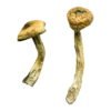 Jerry Garcia Magic Mushrooms Wirkung