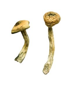 Jerry Garcia Magic Mushrooms Wirkung