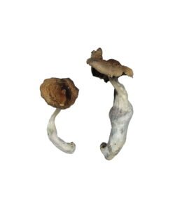 Koh Samui Magic Mushrooms Wirkung – Infos & Eigenschaften