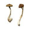 Koh Samui Super Strain Magic Mushrooms Wirkung – Infos