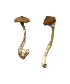 Koh Samui Super Strain Magic Mushrooms Wirkung – Infos