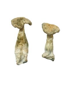 Leucistic Burma Magic Mushrooms Wirkung – Infos & Eigenschaften