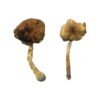 Lizard King Magic Mushrooms Wirkung – Infos & Eigenschaften