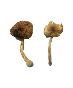Lizard King Magic Mushrooms Wirkung – Infos & Eigenschaften