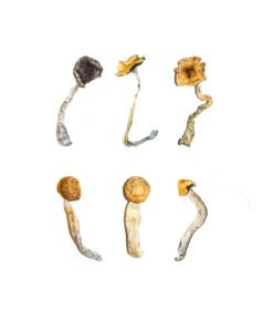 Pilz Probierset Wirkung – Infos einfach erklärt