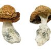 Makilla Gorilla Magic Mushrooms Wirkung – Infos & Stärke