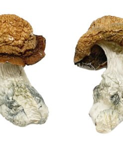 Makilla Gorilla Magic Mushrooms Wirkung – Infos & Stärke