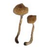 Malabar Magic Mushrooms Wirkung – Infos & Eigenschaften