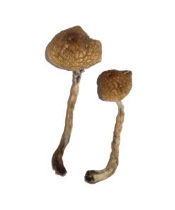 Malabar Magic Mushrooms Wirkung – Infos & Eigenschaften