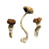 Malaysian Magic Mushrooms Wirkung – Infos & Eigenschaften