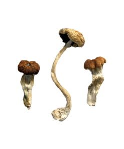 Malaysian Magic Mushrooms Wirkung – Infos & Eigenschaften