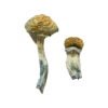 Mazatapec Magic Mushrooms Wirkung – Infos & Eigenschaften