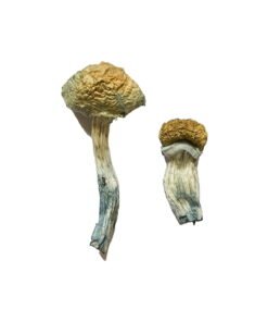 Mazatapec Magic Mushrooms Wirkung – Infos & Eigenschaften