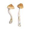 McKennaii Magic Mushrooms Wirkung – Infos & Stärke