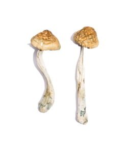 McKennaii Magic Mushrooms Wirkung – Infos & Stärke