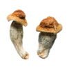 Melmac Magic Mushrooms Wirkung – Infos & starke Sorte