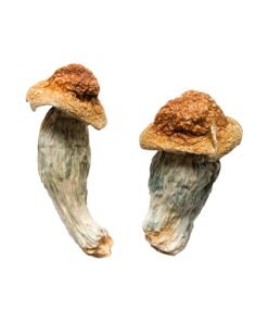 Melmac Magic Mushrooms Wirkung – Infos & starke Sorte