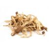 Mexican Magic Mushroom – Wirkung, Eigenschaften & wichtige Infos