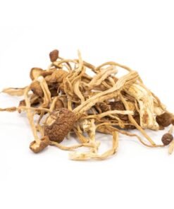 Mexican Magic Mushroom – Wirkung, Eigenschaften & wichtige Infos