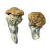 Mystery Fatass Magic Mushrooms Wirkung – Infos & Eigenschaften