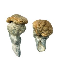Mystery Fatass Magic Mushrooms Wirkung – Infos & Eigenschaften
