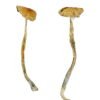 Nepal Chitwan Magic Mushrooms Wirkung – Infos & Eigenschaften