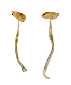 Nepal Chitwan Magic Mushrooms Wirkung – Infos einfach erklärt
