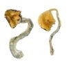 Panama Magic Mushrooms Wirkung – Infos & Eigenschaften