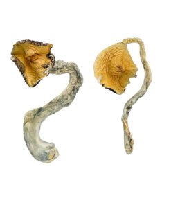 Panama Magic Mushrooms Wirkung – Infos & Eigenschaften