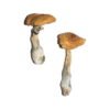 Penis Envy 6 Magic Mushrooms Wirkung – Infos & Stärke