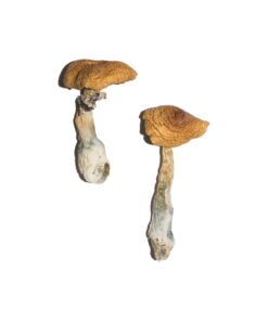 Penis Envy 6 Magic Mushrooms Wirkung – Infos & Stärke
