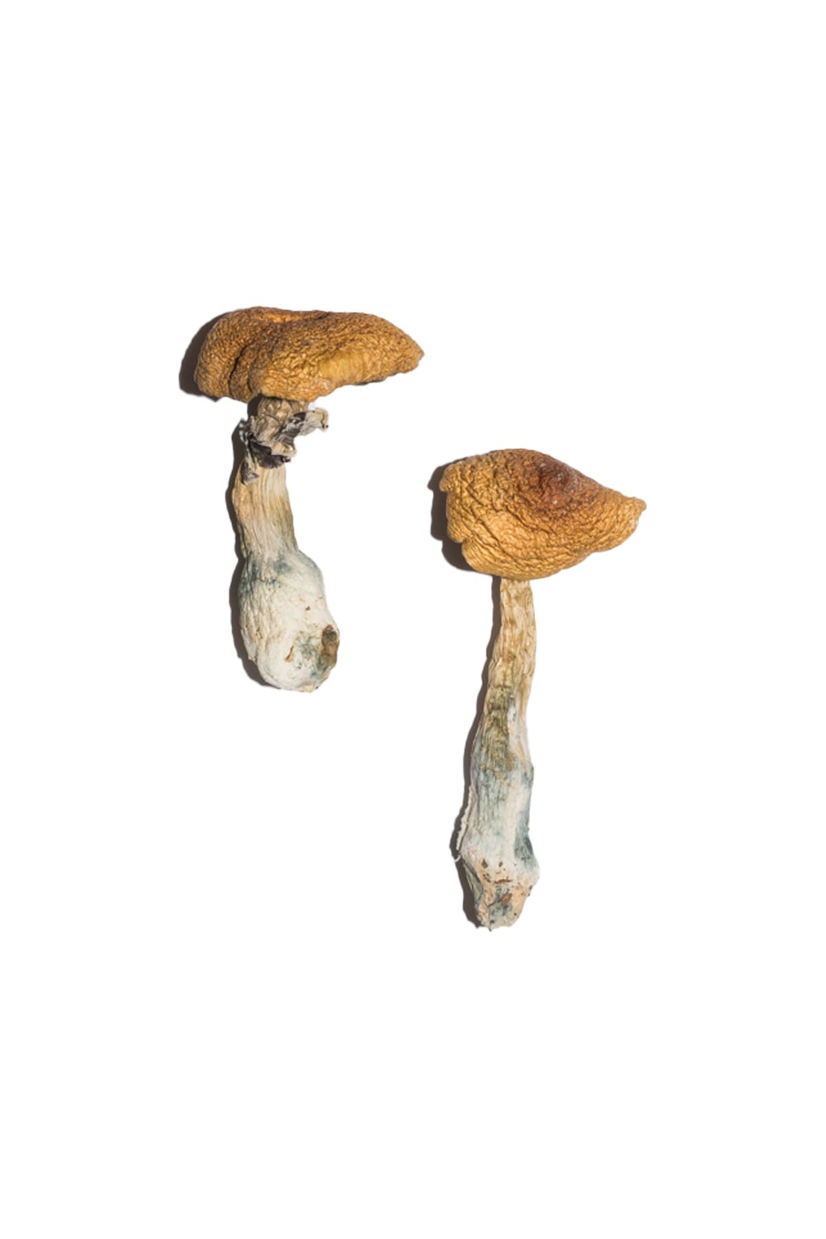 Penis Envy 6 Magic Mushrooms Wirkung – Infos & Stärke