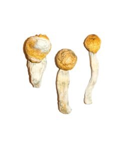 Penis Envy Magic Mushrooms Wirkung – Infos & starke Sorte