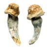 Penis Envy XL Magic Mushrooms Wirkung – Infos & Stärke