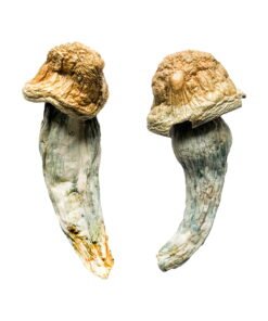 Penis Envy XL Magic Mushrooms Wirkung – Infos & Stärke