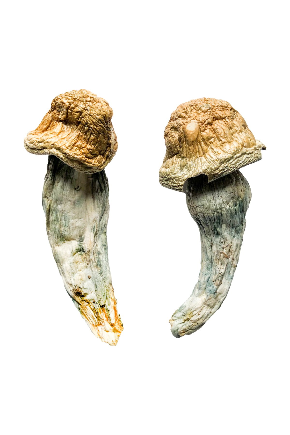 Penis Envy XL Magic Mushrooms Wirkung – Infos & Stärke