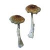 Psilocybe Aztecorum Magic Mushrooms Wirkung – Infos & Stärke