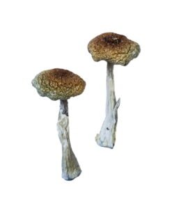 Psilocybe Aztecorum Magic Mushrooms Wirkung – Infos & Stärke