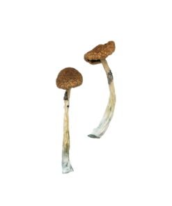 Puerto Rican Magic Mushrooms Wirkung – Infos einfach erklärt