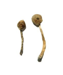 Rusty Whyte Magic Mushrooms Wirkung – Infos einfach erklärt