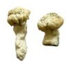 Shakti Magic Mushrooms Wirkung – Infos einfach erklärt