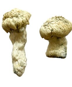 Shakti Magic Mushrooms Wirkung – Infos einfach erklärt