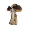 South American Magic Mushrooms Wirkung – Infos einfach erklärt