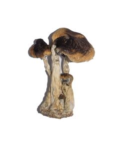 South American Magic Mushrooms Wirkung – Infos einfach erklärt