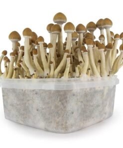 Tarnbox B Plus Anwendung – Infos einfach erklärt