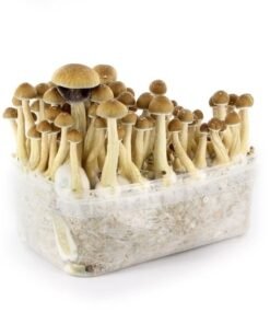 Tarnbox Kambodscha Variante – Infos einfach erklärt