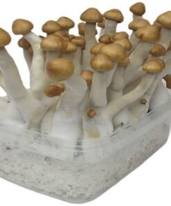 Tarnbox Mazatapec Variante – Infos einfach erklärt