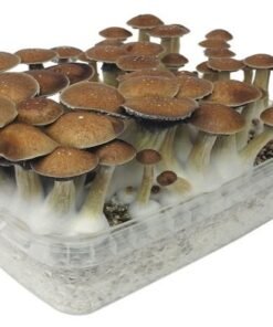 Tarnbox McKennaii Variante – Infos einfach erklärt