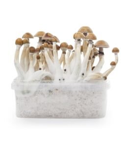 Tarnbox Moby Dick Variante – Infos einfach erklärt